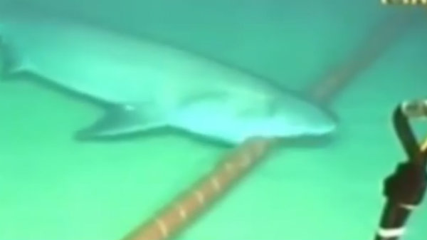 shark-attacks-undersea-cable